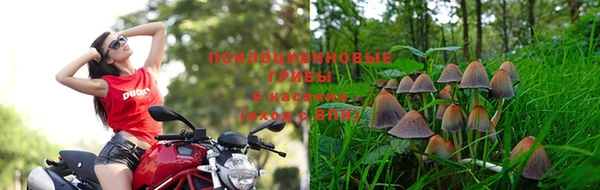 индика Арсеньев